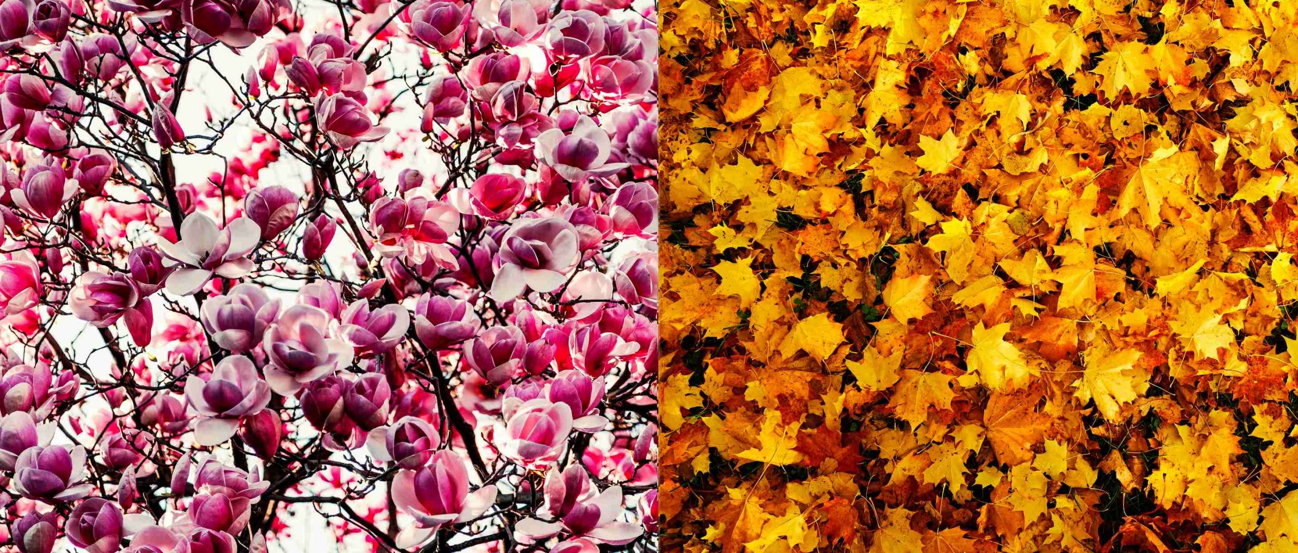 jar-magnolia-kvety-strom-jesen-opadane-listie-pexels-edit-of-free-download-756903-2033985.jpg