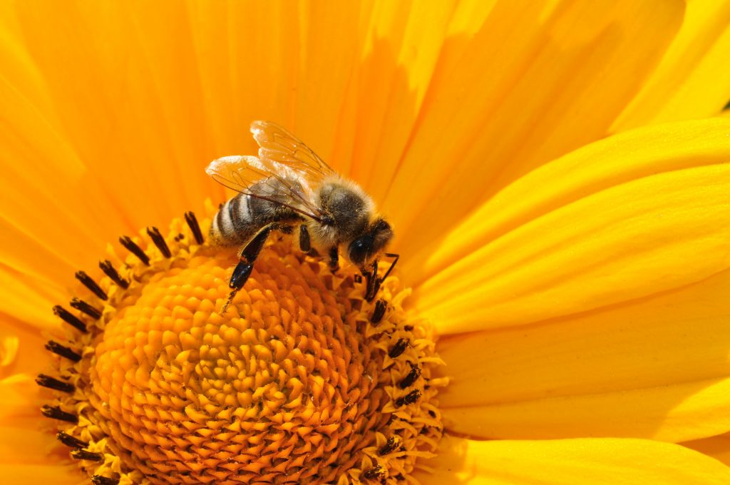 včela-včielka-peľ-kvet