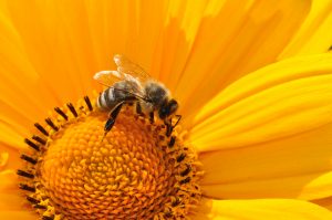 včela-včielka-peľ-kvet-freepixabay