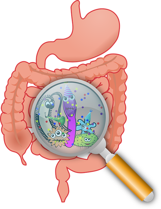 bakterie-crevo-freepixabay