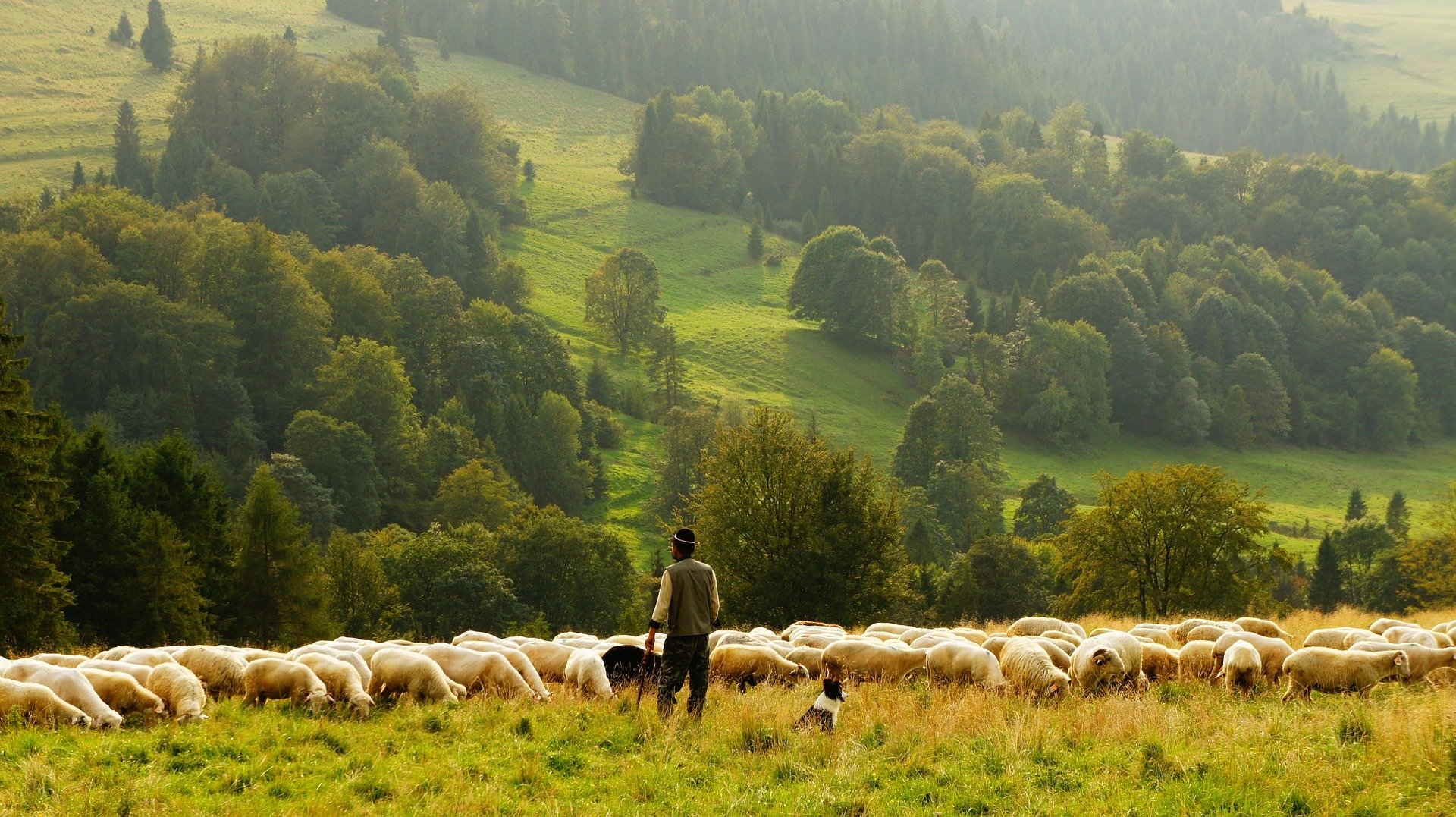 ovce-pastier-freepixabay