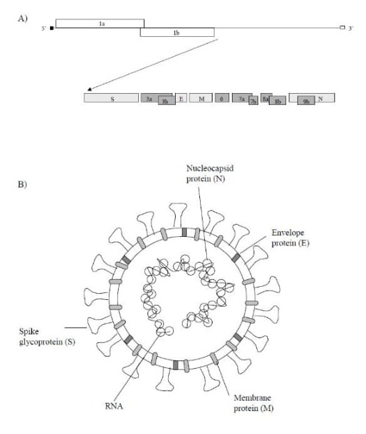 Obr. 2. Schematický nákres SARS-CoV genómu A) a virionu B)