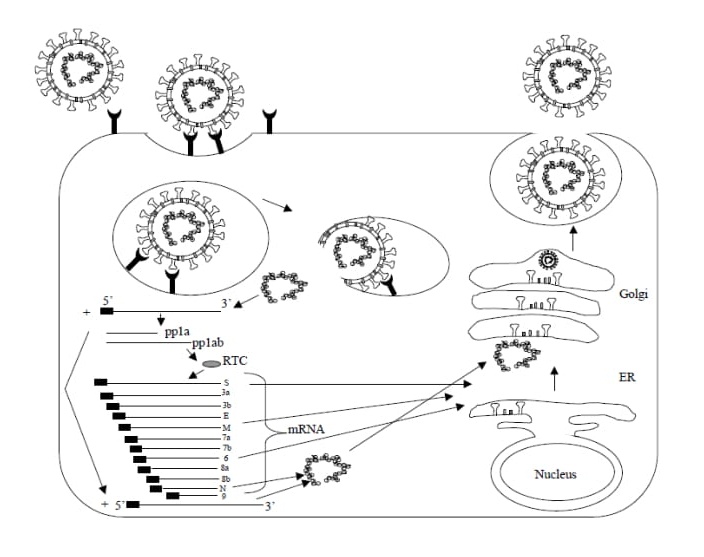 Obr. 3. Replikačný cyklus SARS-CoV