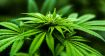marijuana-6203937_960_720-cannabis-sativa-cbd-bylina-free-download-pixabay.jpg