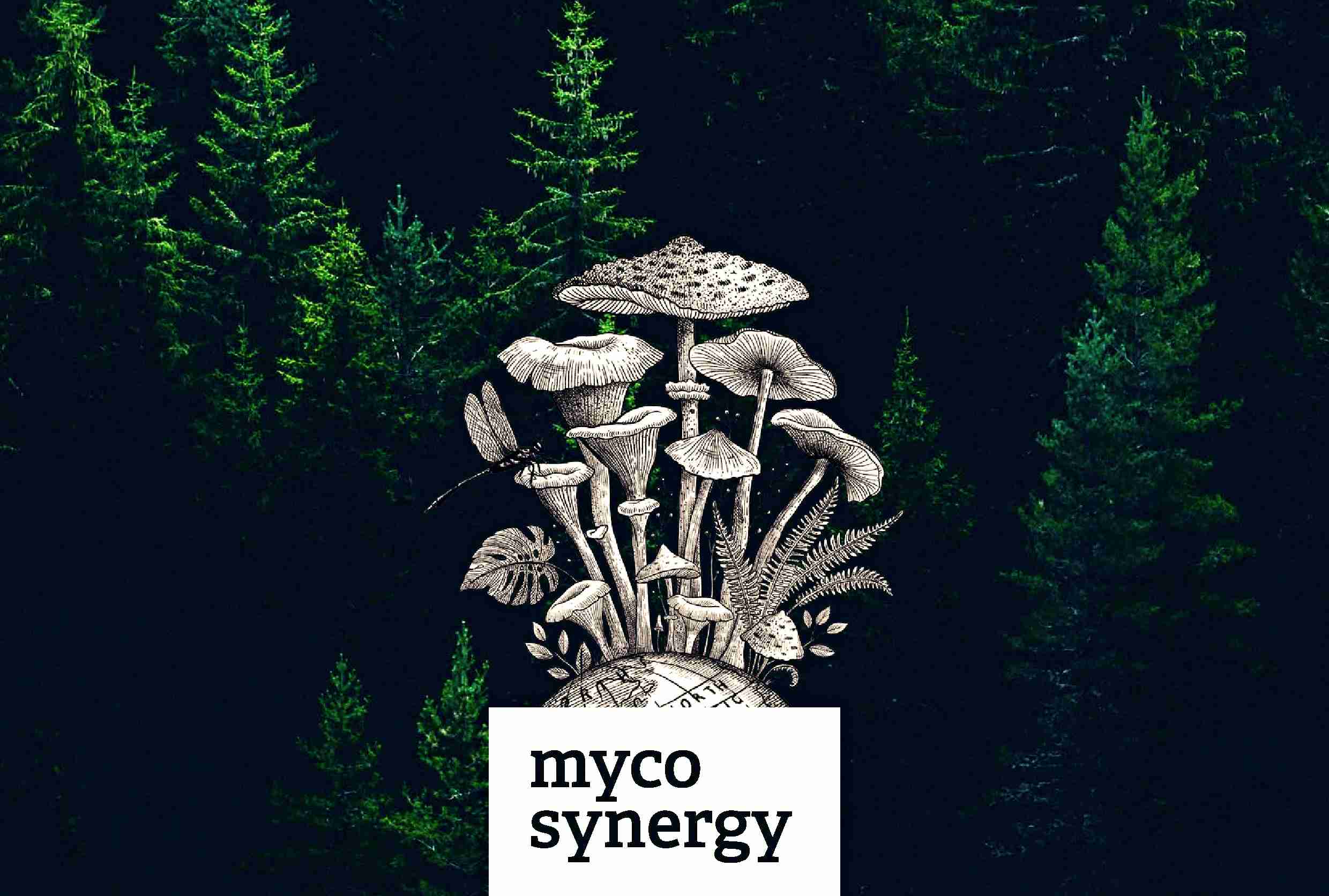 mycosynergy-energy-pl.jpg